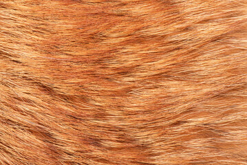 Natural fox fur macro photo as a background.