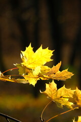 Autumn trees in sunny autumn park lit by sunshine sunny autumn landscape in bright sunlight. Autumn park sunny scene with fallen leaves on the foreground
