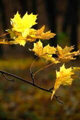 Autumn trees in sunny autumn park lit by sunshine sunny autumn landscape in bright sunlight. Autumn park sunny scene with fallen leaves on the foreground
