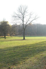 Autumn trees in sunny autumn park lit by sunshine sunny autumn landscape in bright sunlight. Autumn park sunny scene with fallen leaves on the foreground
