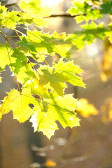 Autumn trees in sunny autumn park lit by sunshine sunny autumn landscape in bright sunlight. Autumn park sunny scene with fallen leaves on the foreground
