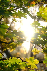 Autumn trees in sunny autumn park lit by sunshine sunny autumn landscape in bright sunlight. Autumn park sunny scene with fallen leaves on the foreground
