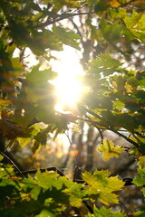 Autumn trees in sunny autumn park lit by sunshine sunny autumn landscape in bright sunlight. Autumn park sunny scene with fallen leaves on the foreground
