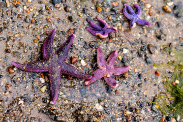 colorful marine creatures among coastal rocks, closeup of underwater biodiversity at rocky shoreline