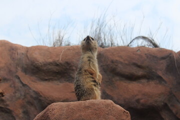 Suricata o Meerkat de pie en vigilancia sobre roca, mirando al cielo, pose en alerta, fauna africana, concepto de observación y curiosidad