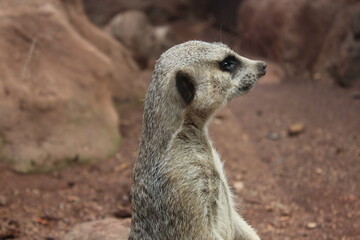 Fototapeta premium Primer plano de cabeza y cuello de suricata o Meerkat de perfil, animal en alerta y vigilancia con fondo rocoso y desértico borroso