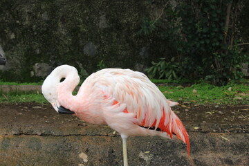 Flamenco rosado adulto acicalándose sobre una sola pata en el borde del estanque, pose de descanso de ave acuática, fauna exótica y elegante