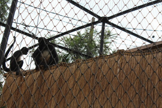 Silueta de monos o primates sentados en su recinto, vistos a trav&eacute;s de la red y el techo de la jaula, concepto de fauna, zool&oacute;gico y cautiverio