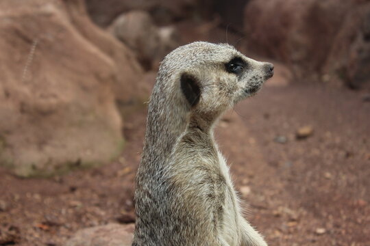 Primer plano de cabeza y cuello de suricata o Meerkat de perfil, animal en alerta y vigilancia con fondo rocoso y desértico borroso
