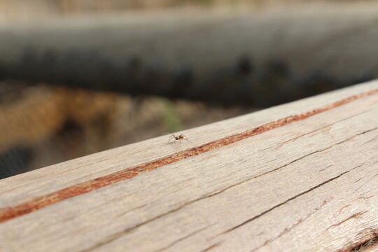 Peque&ntilde;a ara&ntilde;a caminando sobre una viga o tabla de madera desgastada, macro de insecto, naturaleza, textura y vida diminuta en el exterior