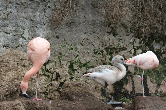 Dos flamencos rosados adultos y un polluelo gris sobre una pata junto a un muro de piedra, aves acu&aacute;ticas en descanso y conservaci&oacute;n en zool&oacute;gico
