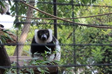 Obraz premium Lémur blanco y negro de ojos amarillos mirando fijamente a través de las rejas de su jaula en el zoológico, primates de Madagascar, conservación animal