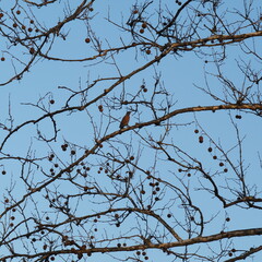 The bird is resting on a leaf-less branch.