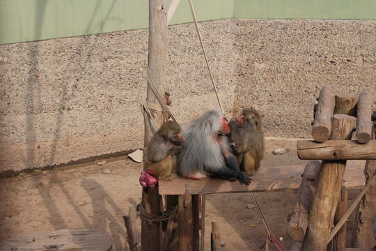 Grupo de babuinos o macacos sentados juntos en plataforma de madera de su recinto, interacci&oacute;n social y vida en cautiverio en zool&oacute;gico