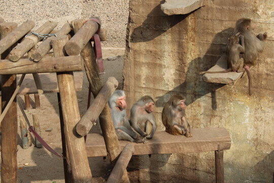 Grupo de babuinos o macacos sentados en su recinto de zool&oacute;gico tomando el sol, primates, vida en cautiverio y comportamiento animal social