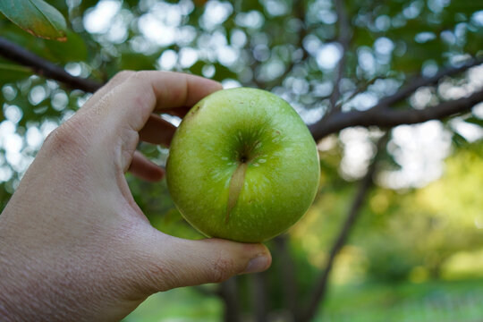 Organic apple picking: hand selecting a ripe, green apple from the tree.