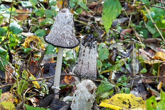 A group of Coprinellus cap mushrooms in the grass during autumn - Powered by Adobe