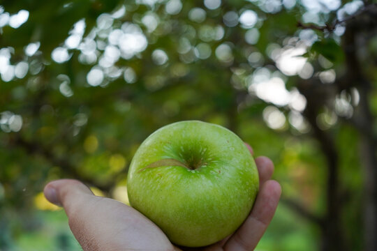 Organic apple picking: hand selecting a ripe, green apple from the tree.
