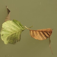 feuilles dans l'eau