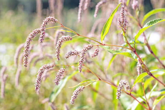 Persicaria lapathifolia flowering plant,known as pale persicaria a plant of the family Polygonaceae,on the riverbank in August in the Italian Lazio region