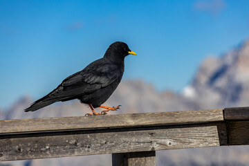 A black bird with a yellow beak runs along a wooden railing against the backdrop of blurred alpine peaks