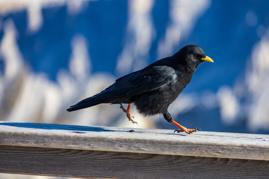 A black bird with a yellow beak runs along a wooden railing against the backdrop of blurred alpine peaks