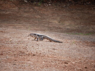 Brazilian black and white tegu (Salvator merianae) walking across dry grass. Large South American lizard adapted to diverse habitats, from forests to open fields. Wildlife in natural environment