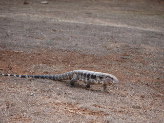Brazilian black and white tegu (Salvator merianae) walking across dry grass. Large South American lizard adapted to diverse habitats, from forests to open fields. Wildlife in natural environment