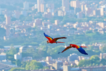 Front view of 2 wild flying macaws above the city of Medellin in the background.