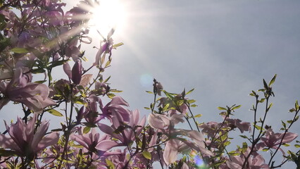 Magnolia blossoms in full bloom under bright blue sky with sun rays and lens flare. Pink and purple flowers glowing in spring sunlight, fresh green leaves, and vibrant seasonal atmosphere.