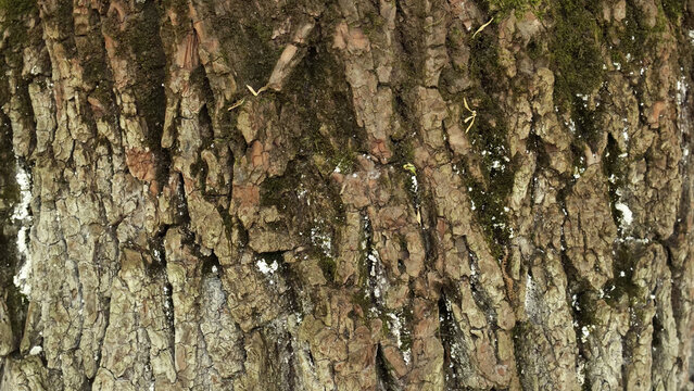 Detailed close-up of rough tree bark texture with green moss and white residue. Natural outdoor forest background, organic abstract surface pattern.