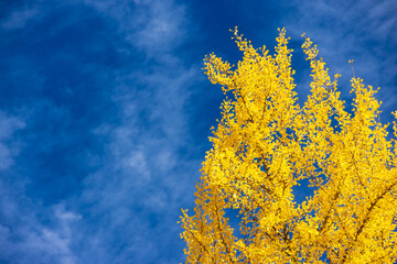 yellow autumn leaves against blue sky