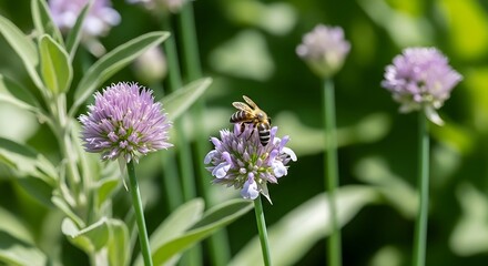 Fototapeta premium Bee Pollinating Purple Allium Flowers in a Sunny Garden.