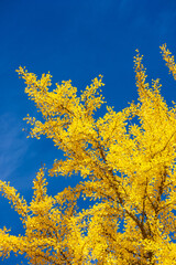 yellow autumn leaves against blue sky