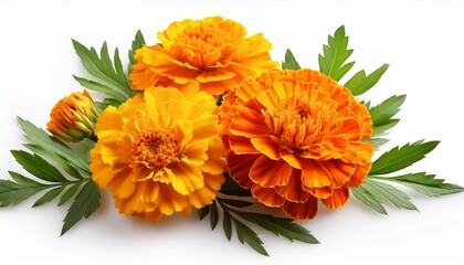 Marigolds Yellow And Orange Flowers With Green Leaves Isolated On White Background