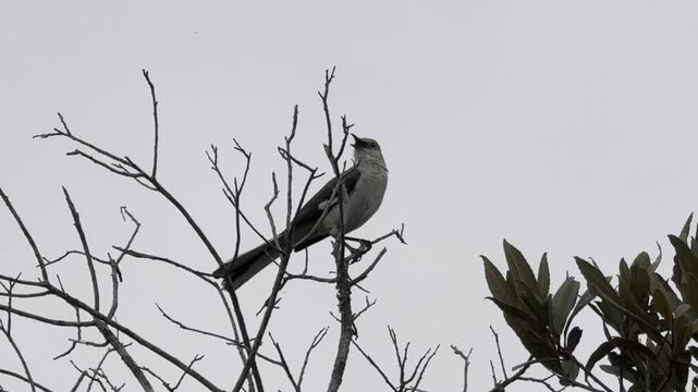 Mockingbird vocalizes with chirps and other sounds	