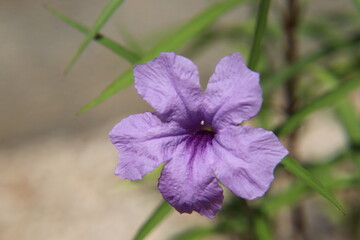 ヤナギバルイラソウ