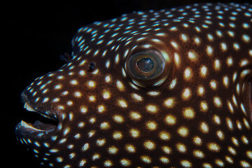 Closeup portrait of a Spiny Balloonfish, Arthron hispidus © Tsado