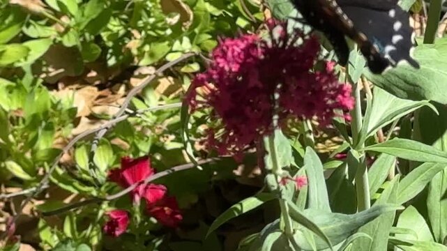 Pipevine swallowtail on jupiter&rsquo;s beard on windy day	