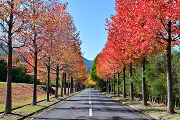 兵庫県西脇市のモミジバフウ並木