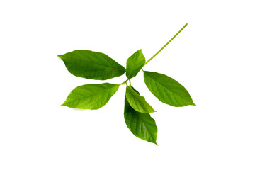 Avocado leaves on white background.
