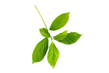 Obraz premium Avocado leaves on white background.