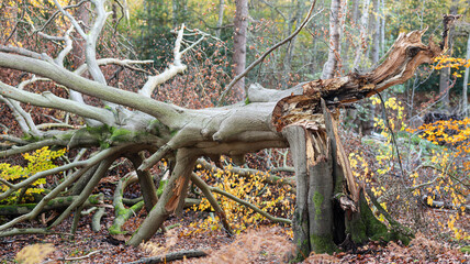 Fallen Old Tree with Large Broken Trunk and Twisted Branches on the Forest Floor in Autumn
