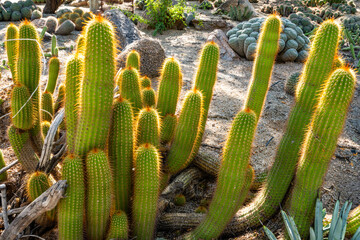 Parodia leninghausii, lemon ball, golden ball, yellow tower cactus at the Phoenix Botanical Gardens...