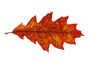 red fallen oak leaf isolated on white background