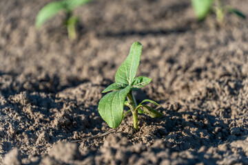 Newly sprouted seedling emerging from rich soil in a sunny garden during spring planting season