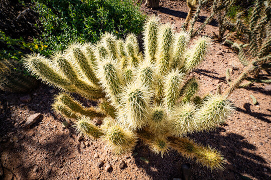 Cholla Cactus, jumping cactus, teddy bear, christmas cholla, cane cholla, devil cholla at the Phoenix Botanical Gardens in the Fall of 2025