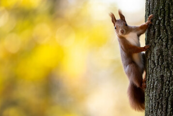 Cute Squirrel On A Tree