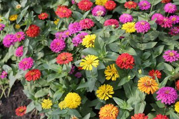 A garden alive with vibrant zinnias in full bloom, spreading joy and color.