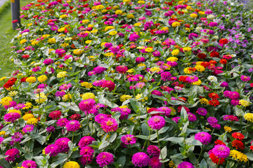 Colorful zinnias in full bloom